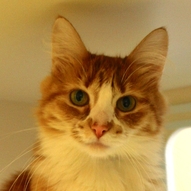 lynderella lynderella